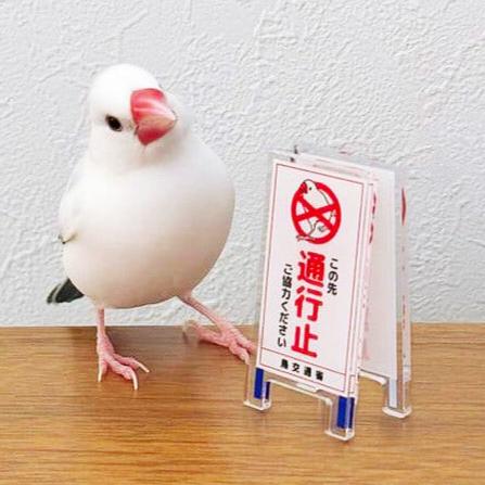 文鳥 立入禁止 看板風クリップ 文鳥グッズ専門店 日々ぶんちょう 雑貨 通販