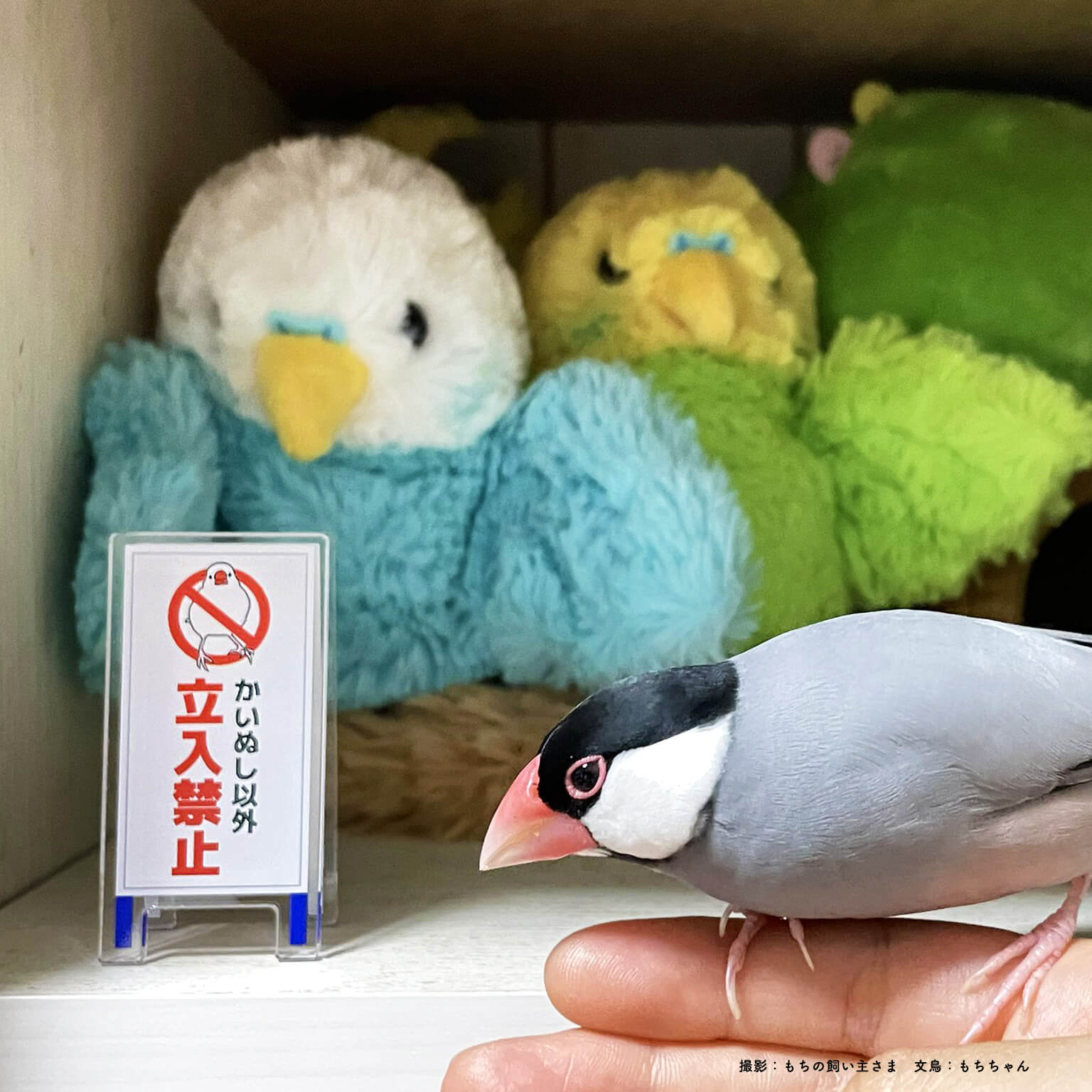 文鳥 立入禁止 看板風クリップ 文鳥グッズ専門店 日々ぶんちょう 雑貨 通販