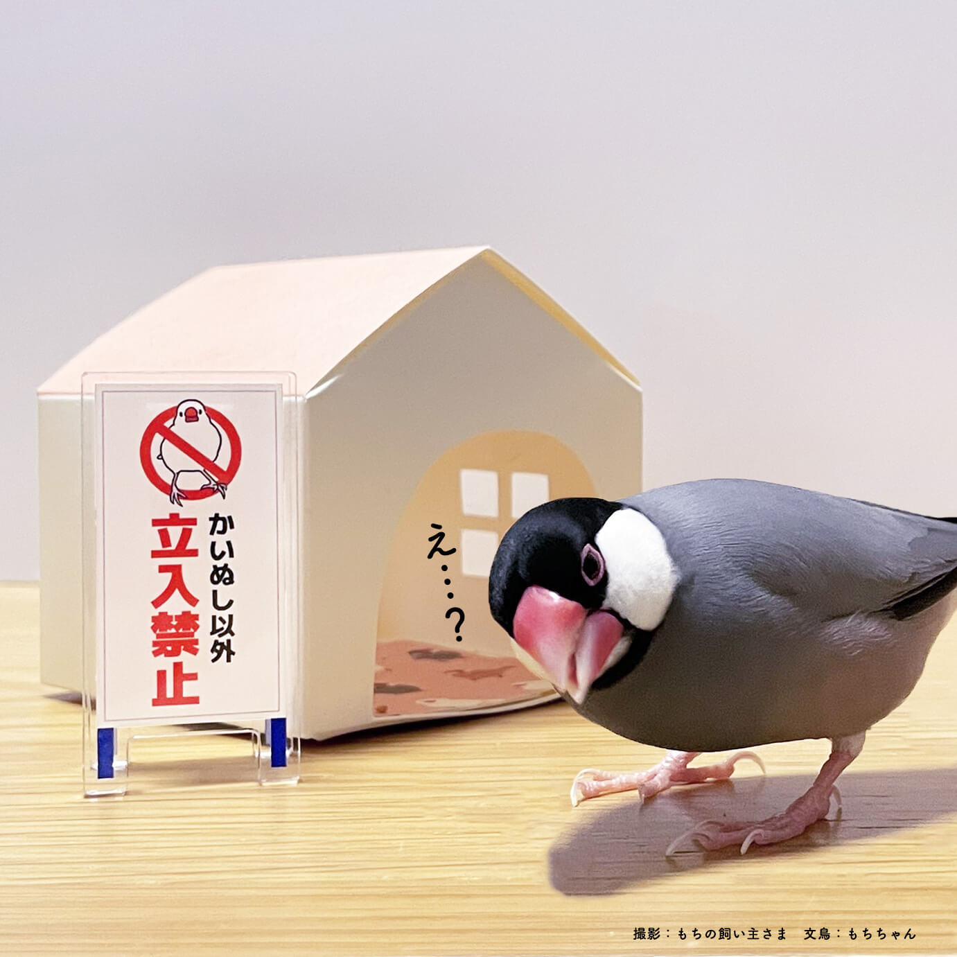 文鳥 グッズ