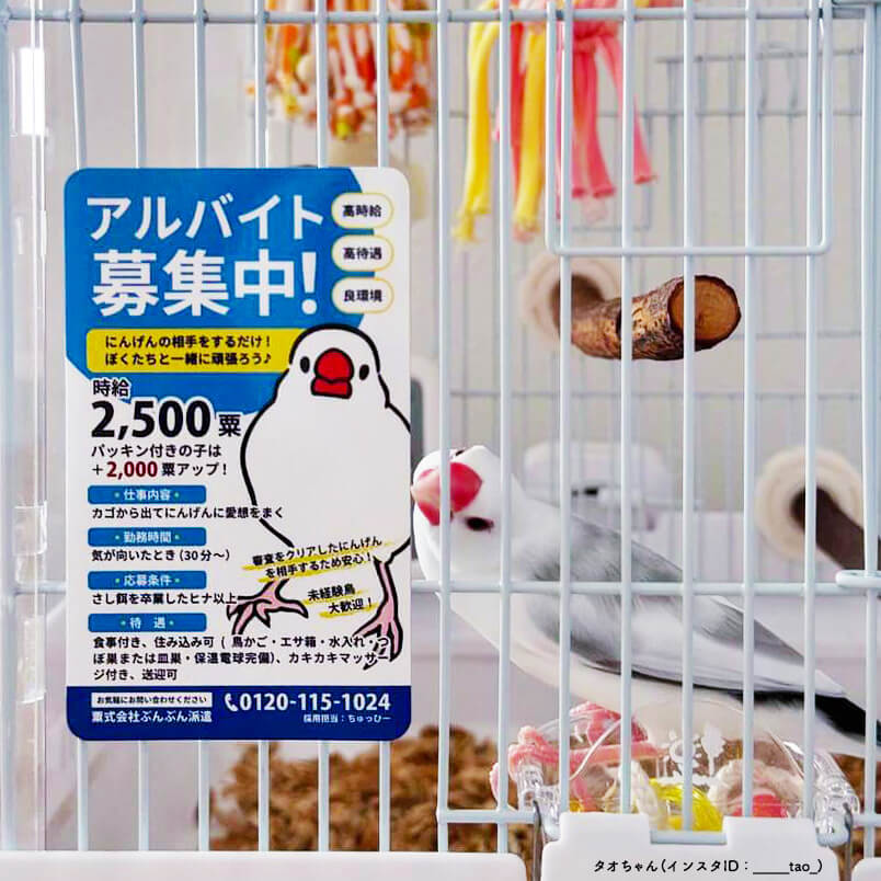 文鳥 ポスター風マグネット 「アルバイト募集中」 ひびぶんフェス2024 日々ぶんちょう 雑貨