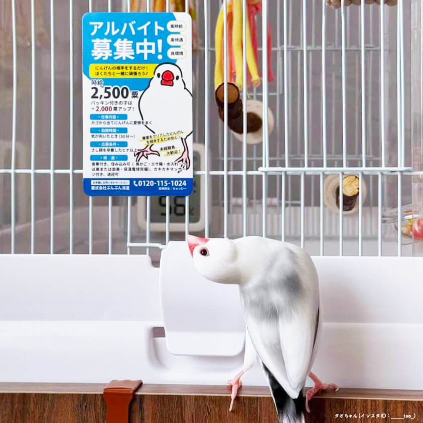 文鳥 ポスター風マグネット 「アルバイト募集中」 ひびぶんフェス2024 日々ぶんちょう 雑貨