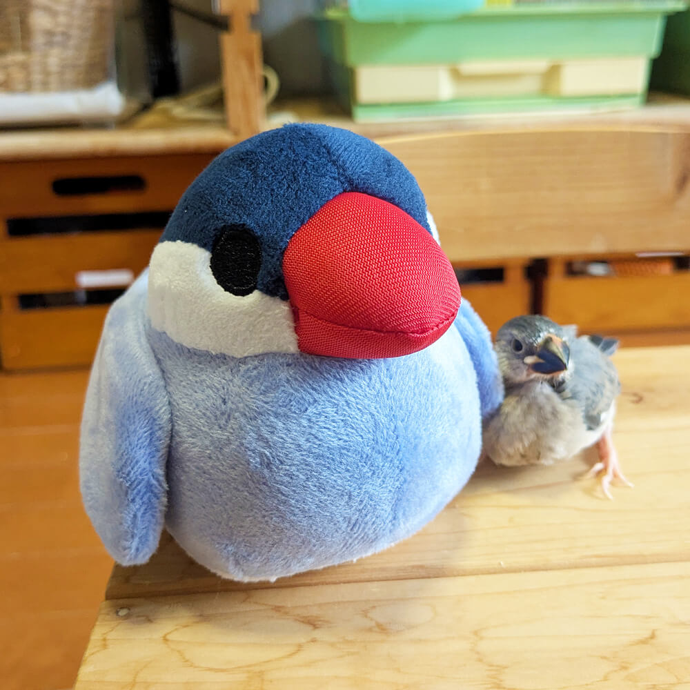 文鳥ぬいぐるみ つれてってぶんちょう つれぶん 文鳥グッズ専門店 日々ぶんちょう