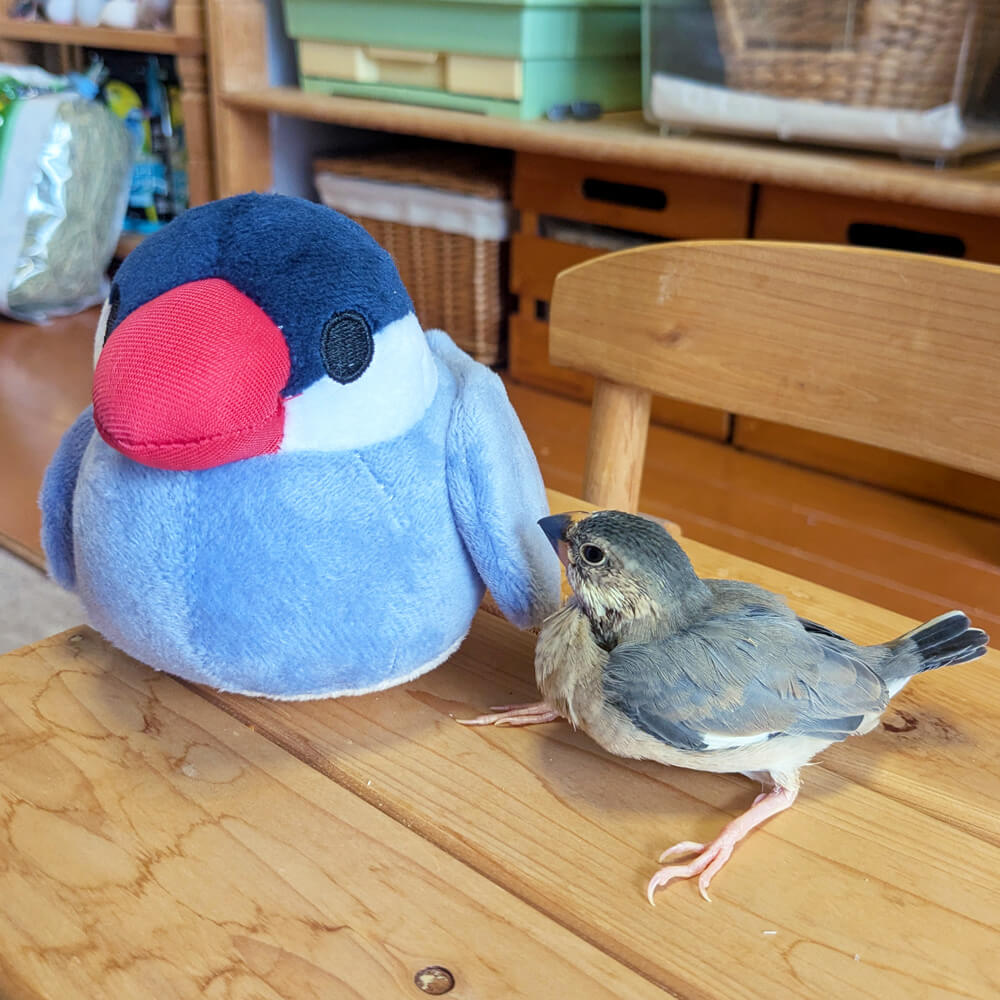 文鳥ぬいぐるみ つれてってぶんちょう つれぶん 文鳥グッズ専門店 日々ぶんちょう