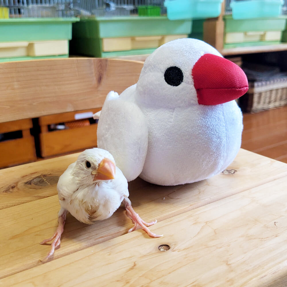 文鳥ぬいぐるみ つれてってぶんちょう つれぶん 文鳥グッズ専門店 日々ぶんちょう