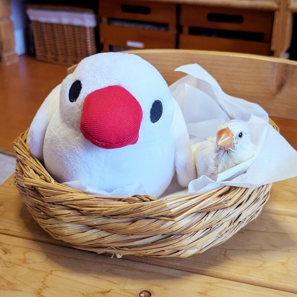 文鳥ぬいぐるみ つれてってぶんちょう つれぶん 文鳥グッズ専門店 日々ぶんちょう
