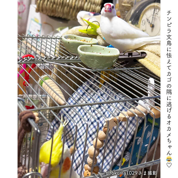 [耐水] 文鳥にご用心 ステッカー